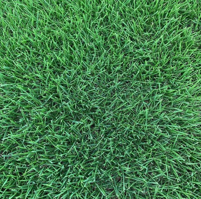 Innovation® Zoysia