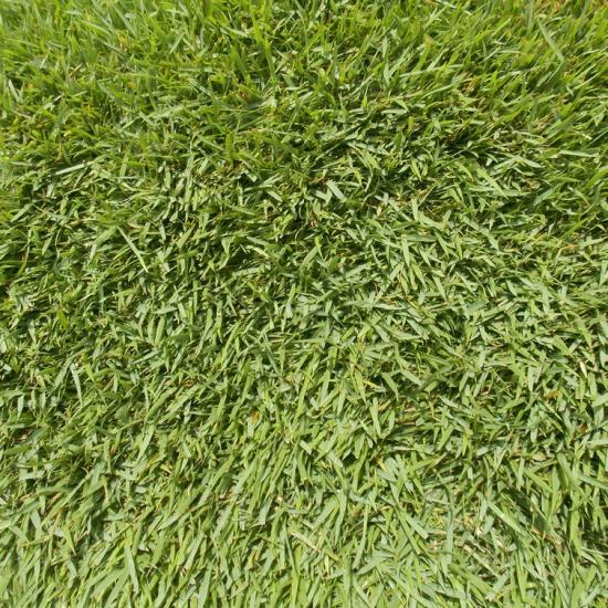 Atlanta Sod Farms Licensed Sod Grower And Direct Wholesaler In Georgia