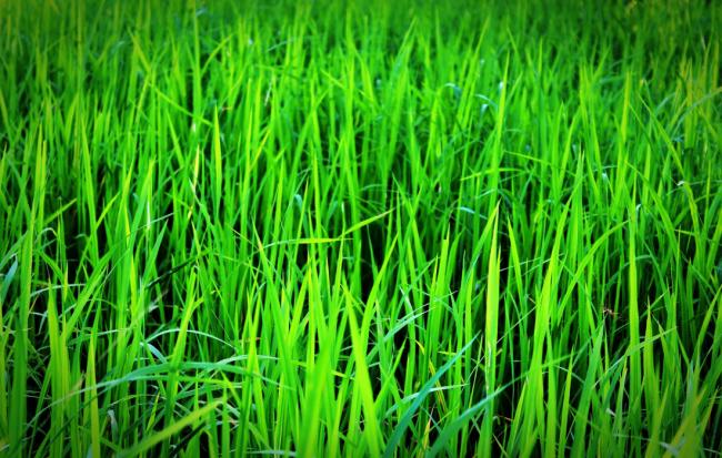 Care Tips for Emerald Zoysia For A Lush Green Lawn