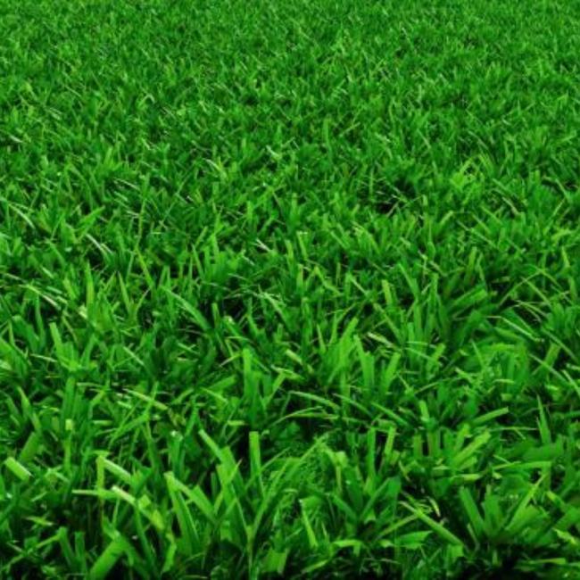 Why Environmental Experts Support Emerald Zoysia Installation?