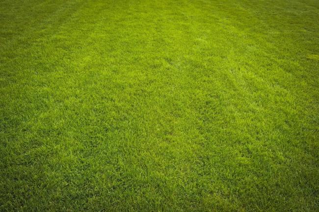 Advantages of Getting Emerald Zoysia Grass