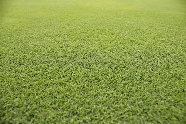 Zeon Zoysia Sod Turf Made Simple: What You Need to Know 