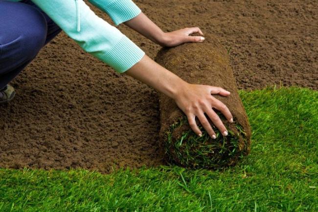 How To Care and Maintain New Sod