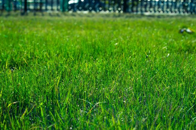 Best Time to Install Sod in Your Lawn