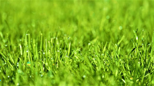 7 Benefits of Using Zeon Zoysia Grass