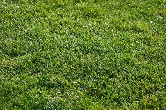 Zeon Zoysia Grass - Is It Right for Your Lawn?