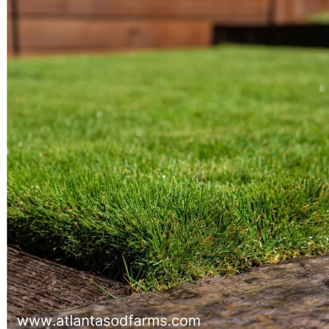 Transform Your Lawn with Zoysia Grass Sod