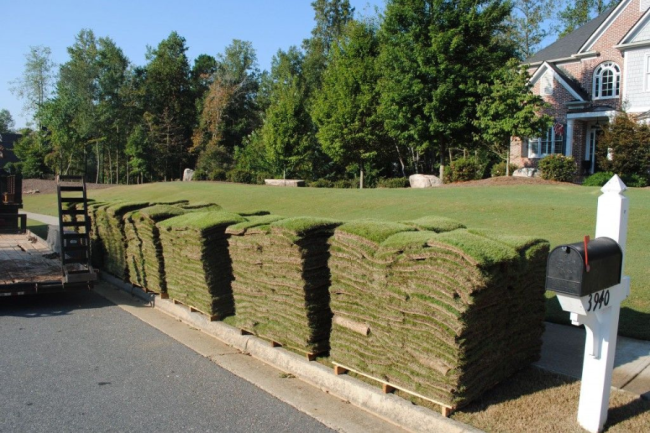 Learn How to Care For Zeon Zoysia Grass