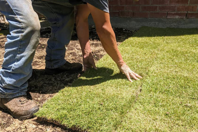 Zoysia Sod: An Affordable and Attractive Lawn Solution