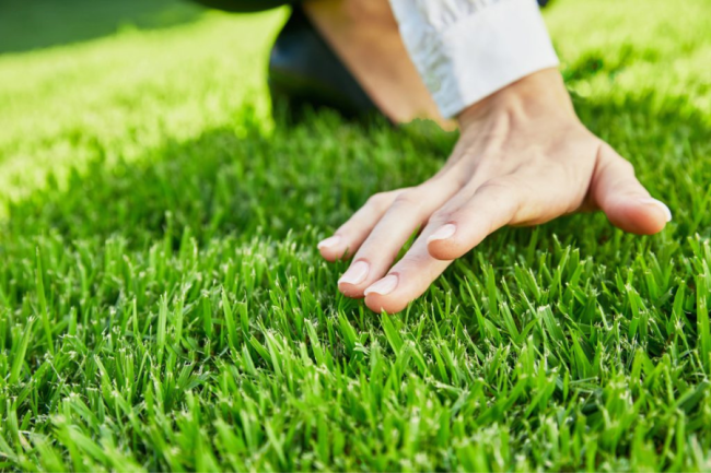 How Do You Green Up Zoysia Grass? Tips for a Lush and Healthy Lawn