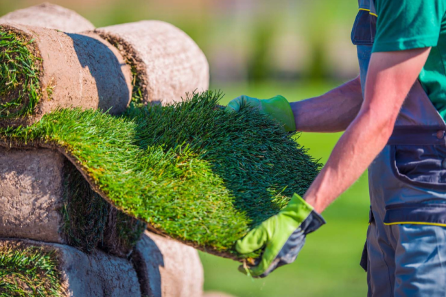Can You Plant Sod in the Winter? A Complete Guide