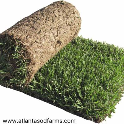 5 Things You Need To Know About Zoysia Sod