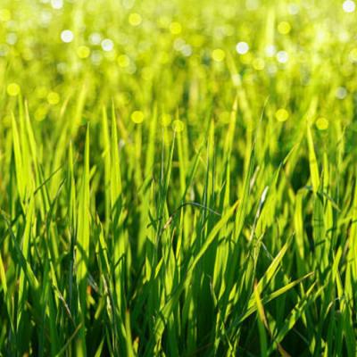 Bermuda SOD Grass: Understanding Its Role in Erosion Control and Soil Stabilization