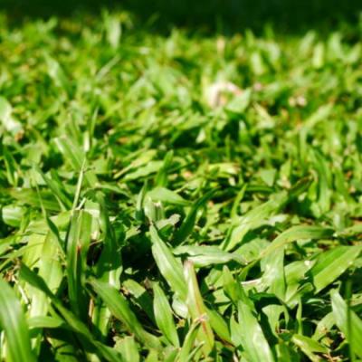 Pallet Perfection: How to Choose the Right Bermuda Grass Sod Pallet for Your Landscape