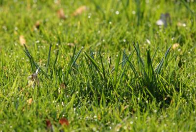 Benefits Offered by Emerald Zoysia Grass
