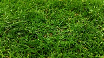 Factors to Consider When Considering Buying Sods Like Emerald Zoysia