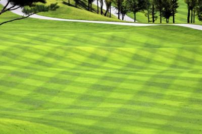 From Golf Courses to Your Backyard: The Rise of Zeon Zoysia Grass in Residential Landscaping