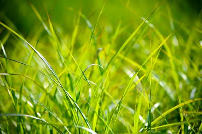 What Are Some Common Lawn Diseases to Watch For as Per The Top Atlanta Sod Company?