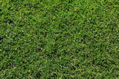 How to Care For Meyer Zoysia Sod? A Guide by Atlanta Sod Farms
