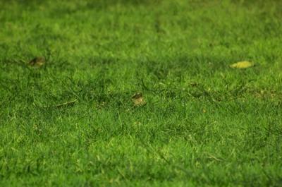 Tips For Keeping Weeds Out of Your Lawn as per The Top Atlanta Sod Company