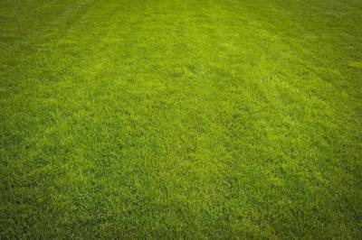 Advantages of Getting Emerald Zoysia Grass