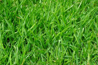 Centipede Sod Farm – Everything You Need to Know about Centipede grass