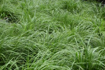 Zeon Zoysia Sod, steps to add fertilizer for the new turf grass?