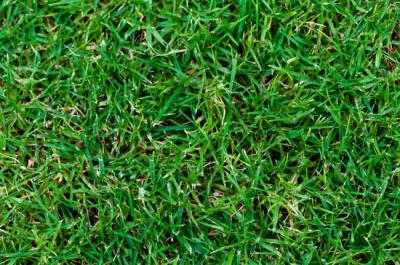 The Ultimate Guide to Zeon Zoysia Grass