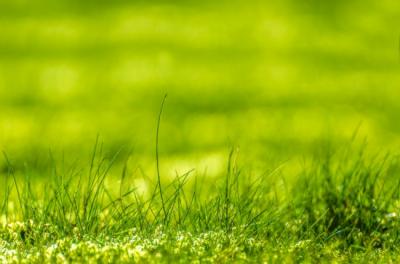 How Having Sod Benefits the Environment