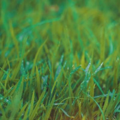 How to Care for Emerald Zoysia During the Rainy Season?