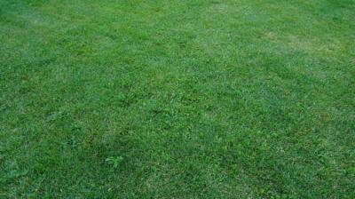 4 Tips to Maintain Emerald Zoysia Grass