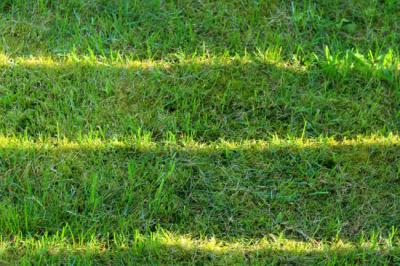 How To Care for Your Zoysia Grass Lawn