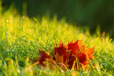 How to Care for Emerald Zoysia During Autumn and Winter?