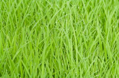 Tips For the Maintenance of Zeon Zoysia Grass