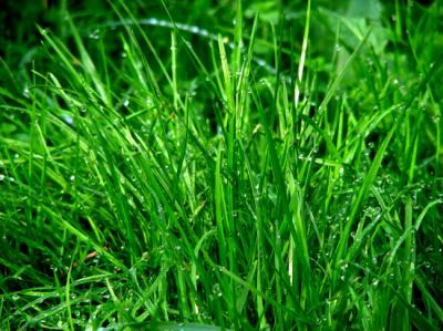Looking for Low-Hassle Aesthetic Grass? Try Atlanta Farm’s Zoysia Sod 