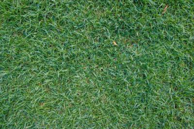 How to Care for Zeon Zoysia? A Guide by Atlanta Sod Farms