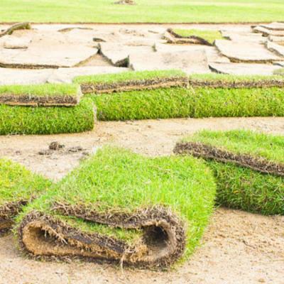 Tips to Transfer your Empire Zoysia Sod into a Lush Green Grass