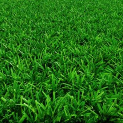 Top 10 Benefits of Installing Emerald Zoysia Grass on Your Lawn
