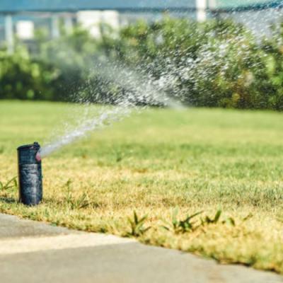 Tricks to Boost the Empire Zoysia Sod Water Drainage
