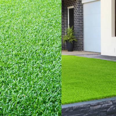 Why is Emerald Zoysia Way Better than Artificial Grass?